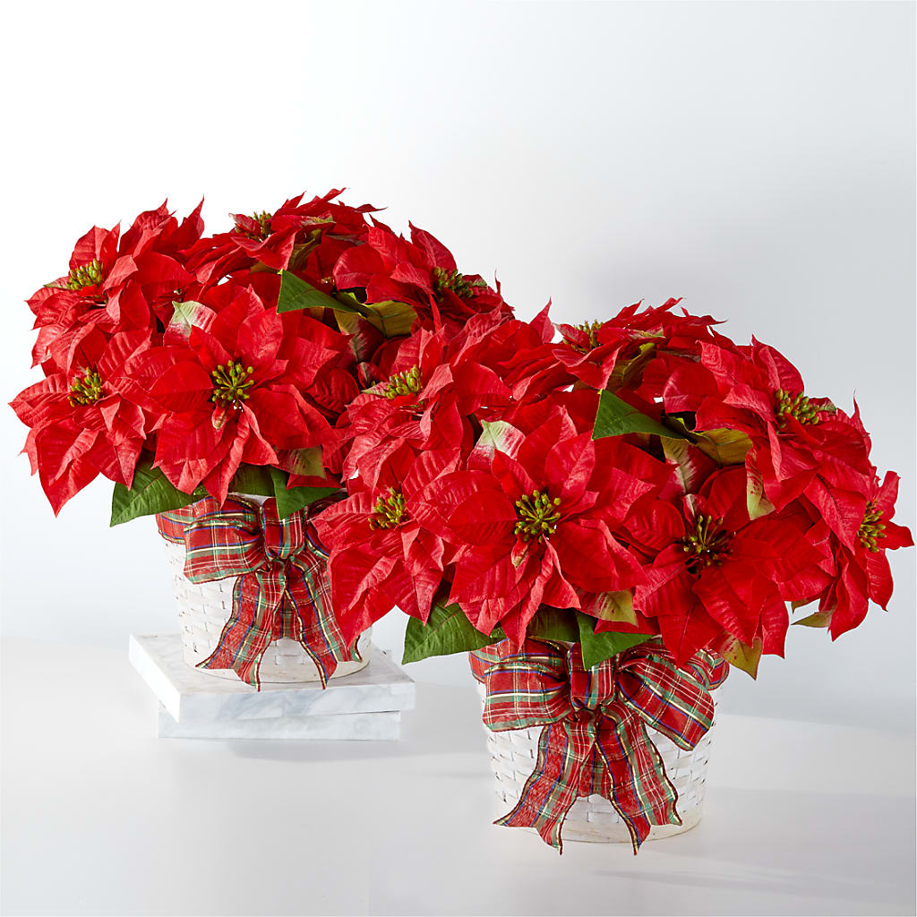 Happiest Holidays Poinsettia Bundle – Fleurs.ca, Quebec PQ