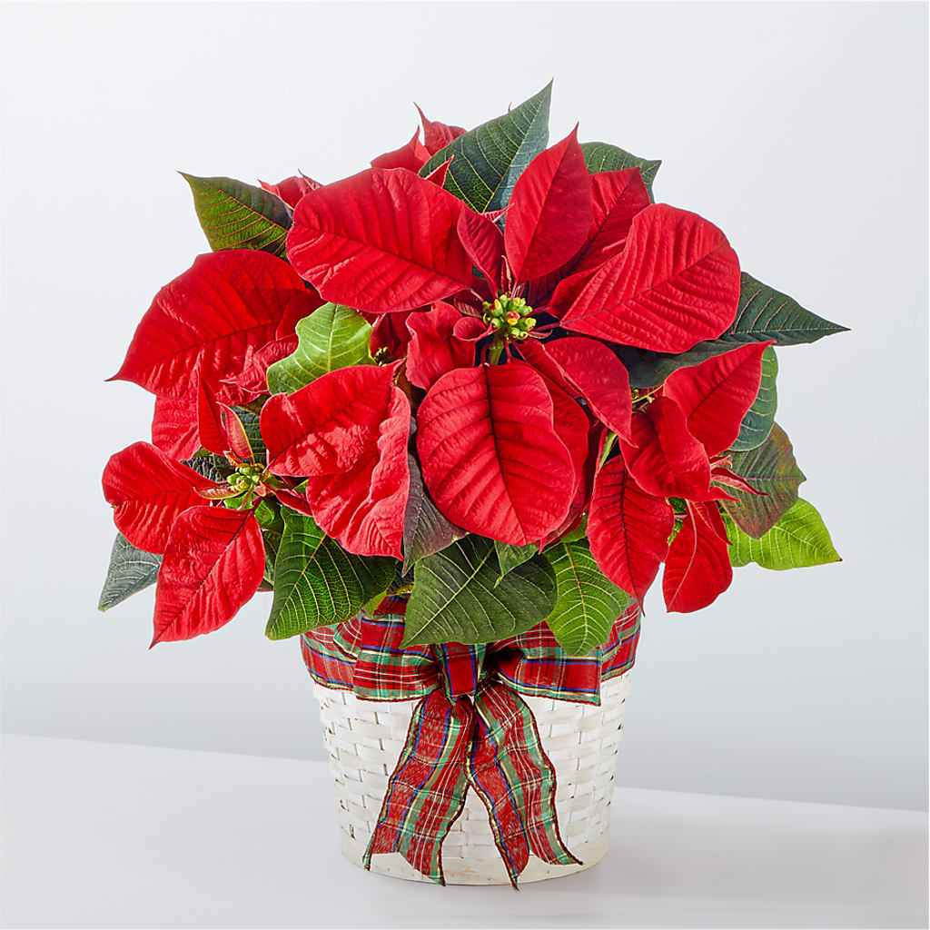 Happiest Holidays Poinsettia – Fleurs.ca, Quebec PQ