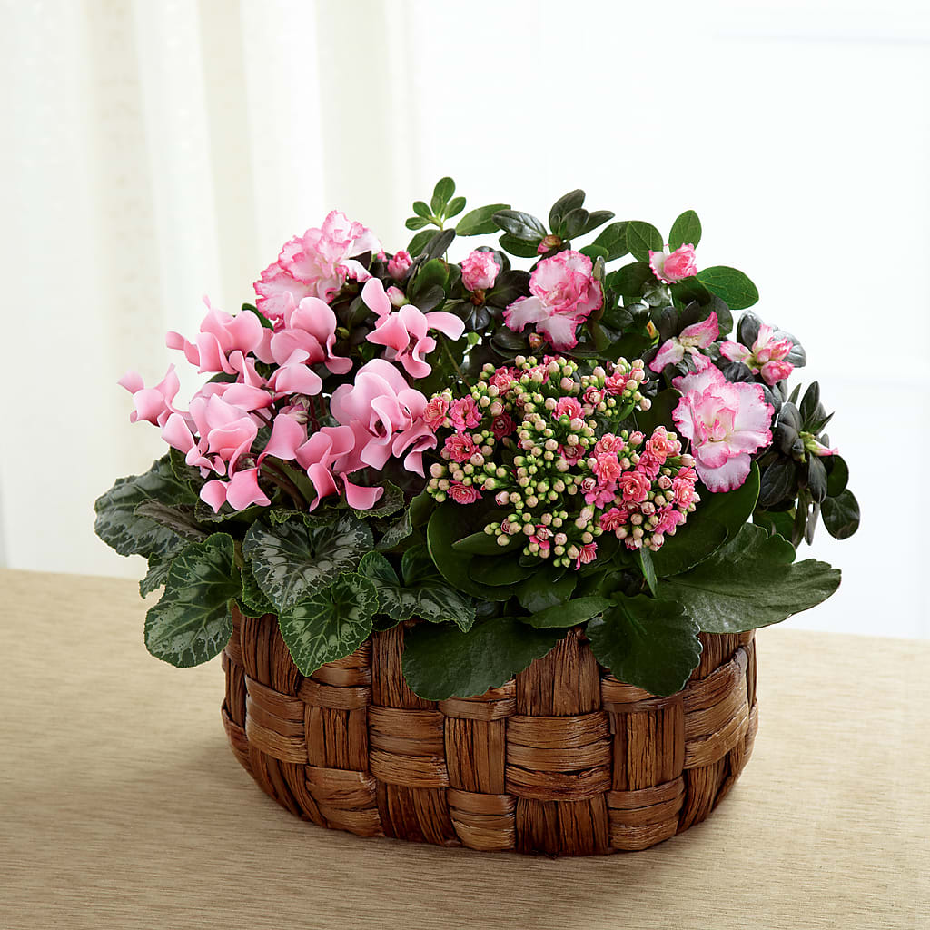 Pink Assortment – Fleurs.ca, Quebec PQ