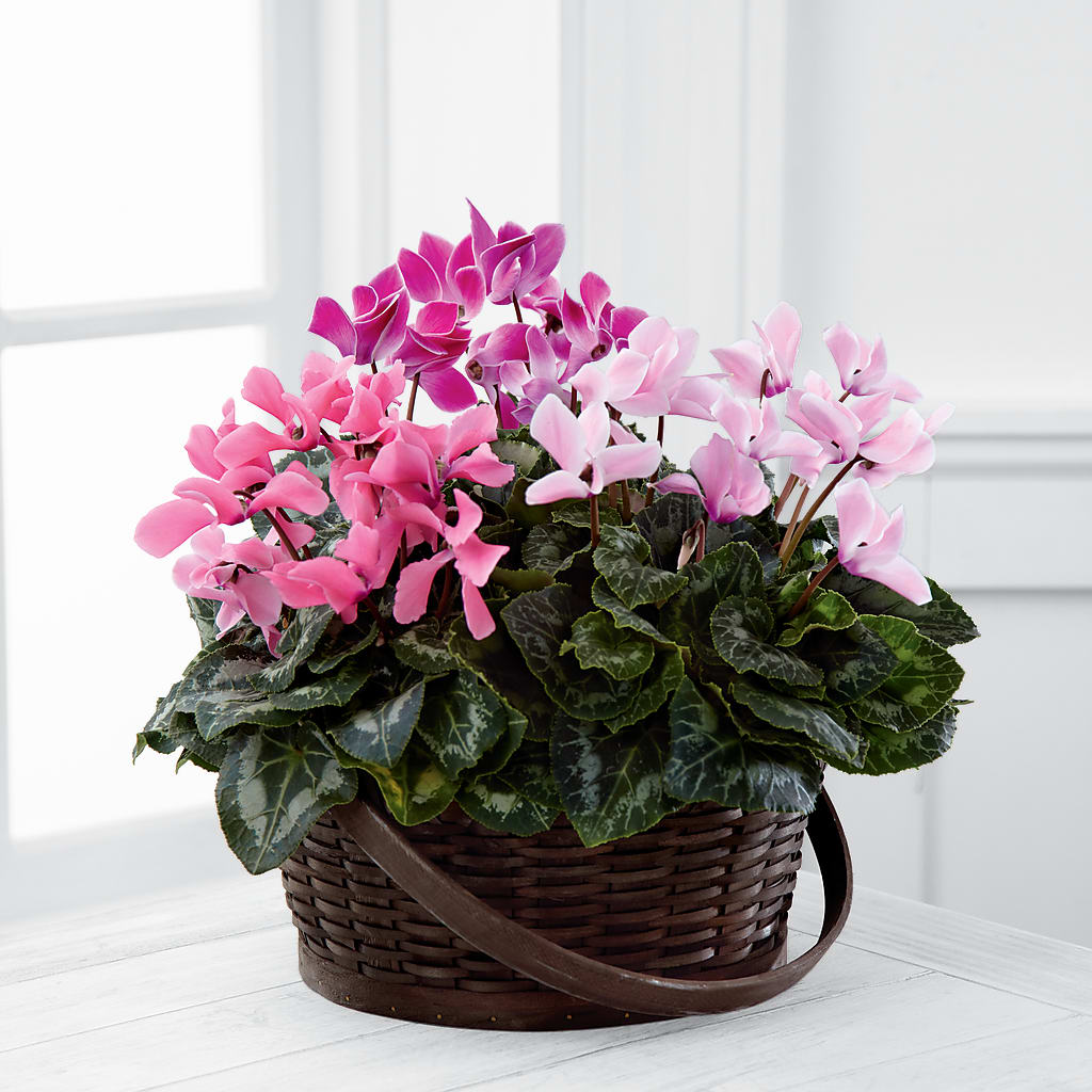Mixed Cyclamen Planter – Fleurs.ca, Quebec PQ