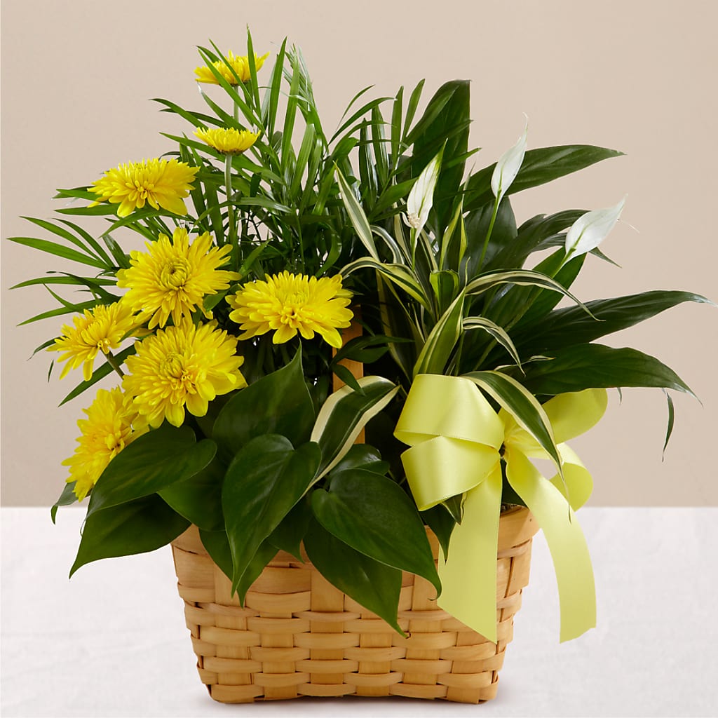 Loving Light Dishgarden – Fleurs.ca, Quebec PQ
