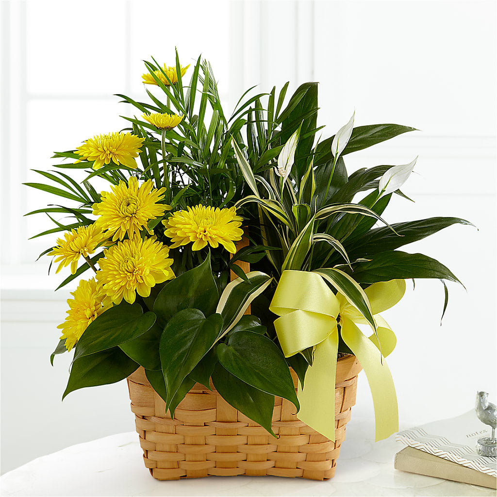 Loving Light Dishgarden – Fleurs.ca, Quebec PQ