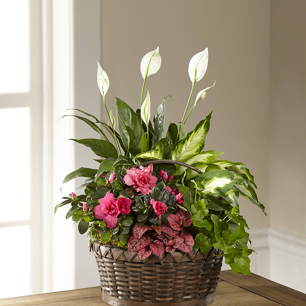 Dream in Pink Dishgarden – Fleurs.ca, Quebec PQ