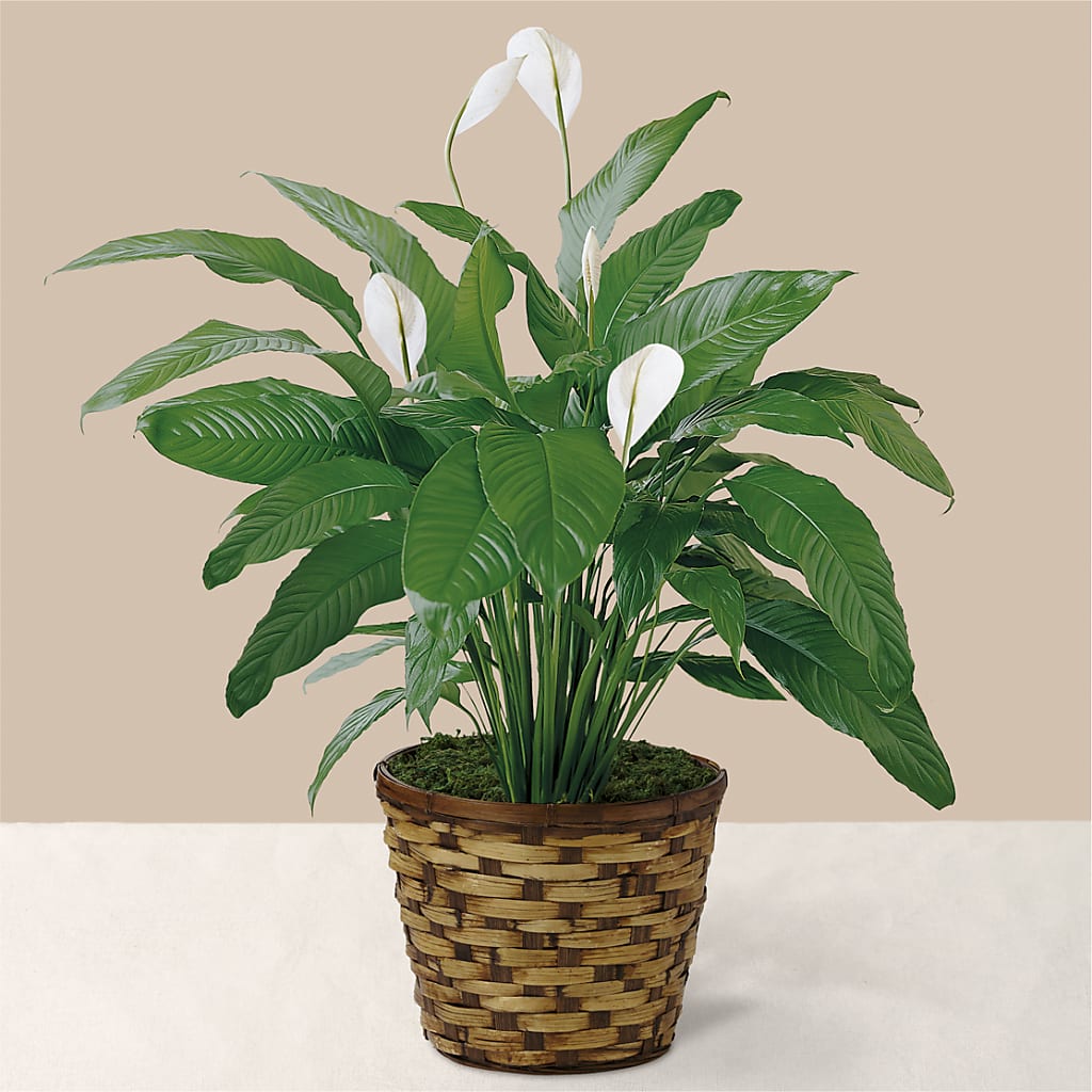 Tranquil Moments Peace Lily Plant – Fleurs.ca, Quebec PQ