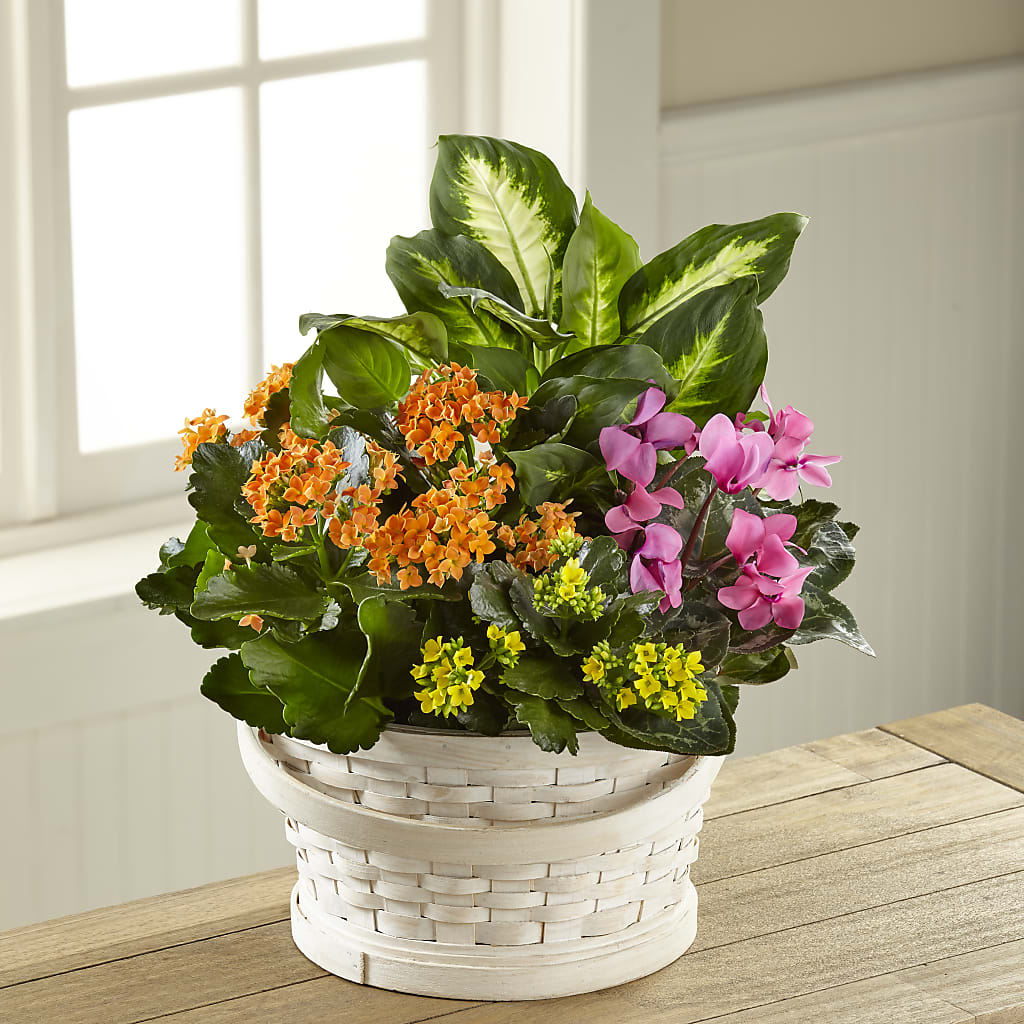Color Crush Dishgarden – Fleurs.ca, Quebec PQ