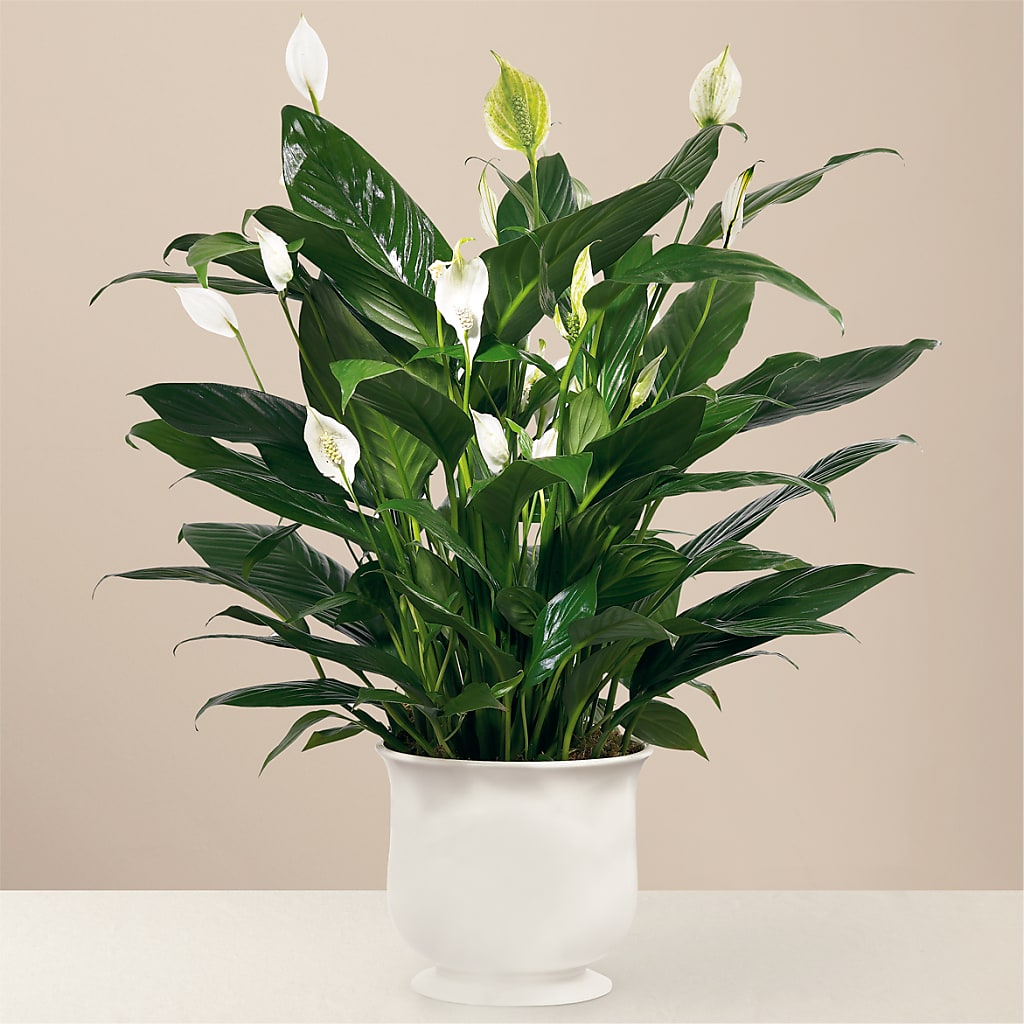Comfort Planter – Fleurs.ca, Quebec PQ