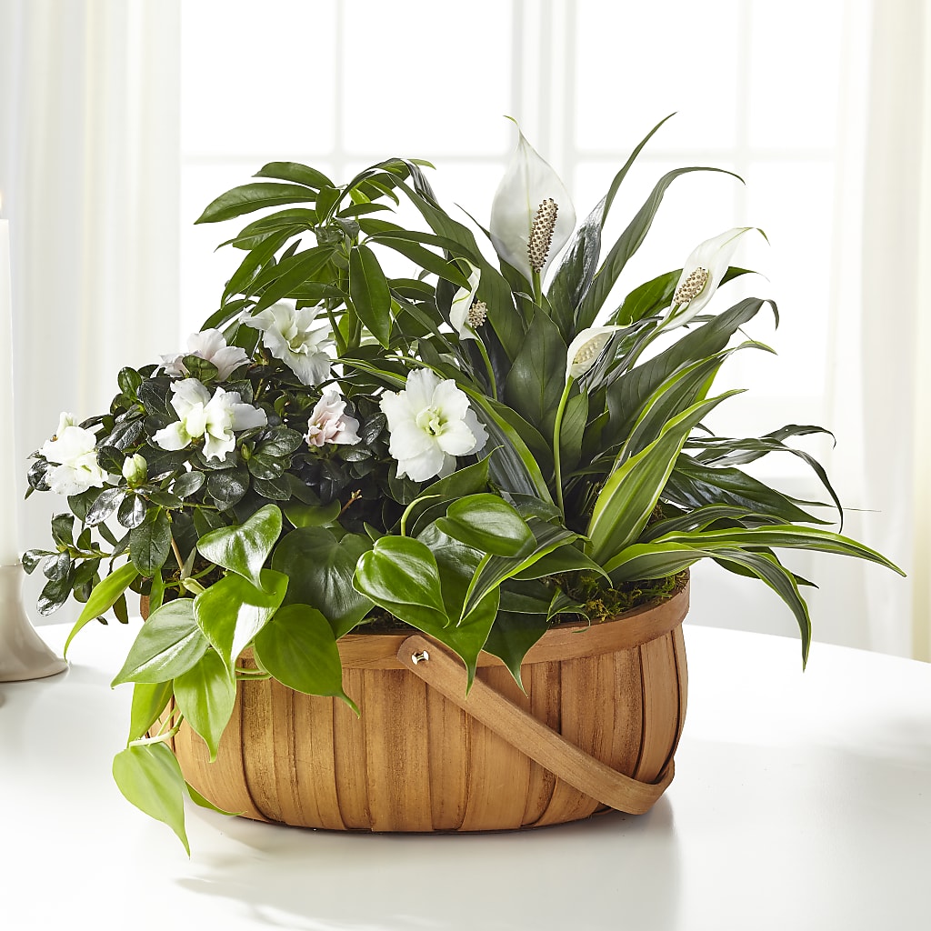 Serene Dishgarden – Fleurs.ca, Quebec PQ