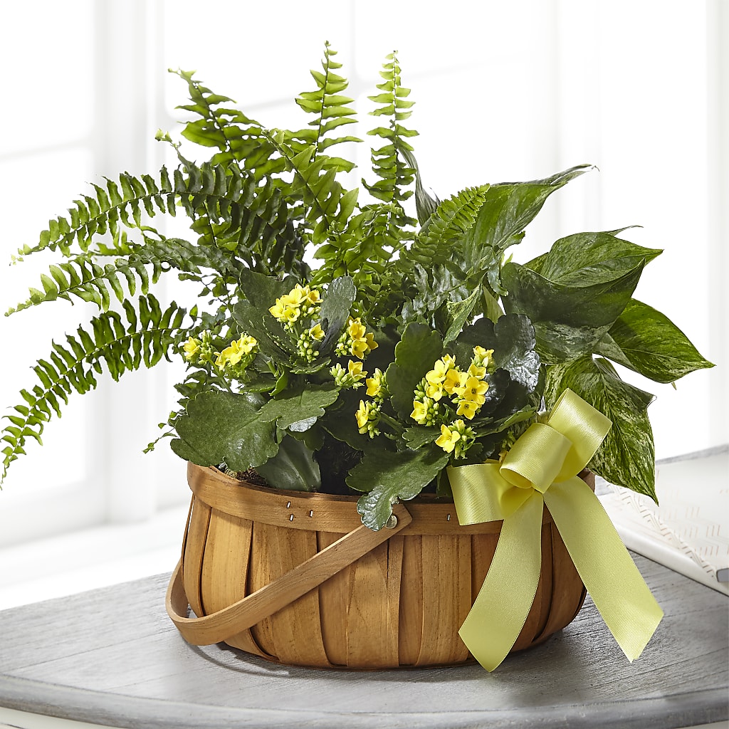 Always Dear Dishgarden – Fleurs.ca, Quebec PQ
