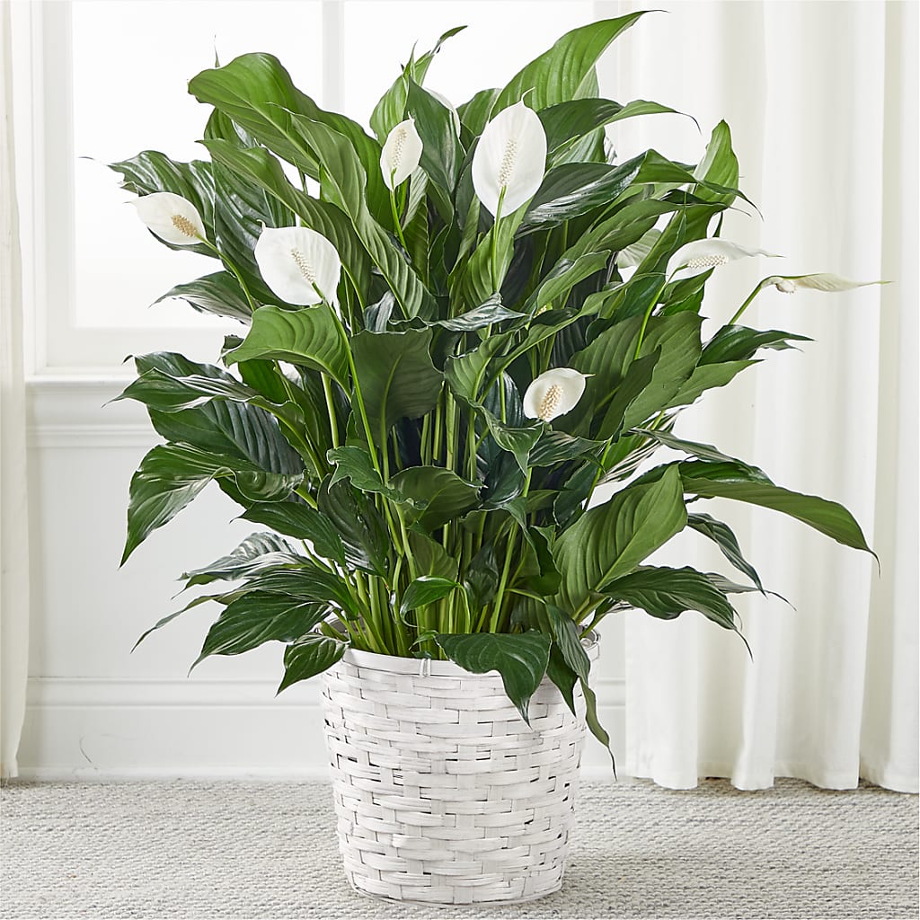 A New Leaf Peace Lily – Fleurs.ca, Quebec PQ