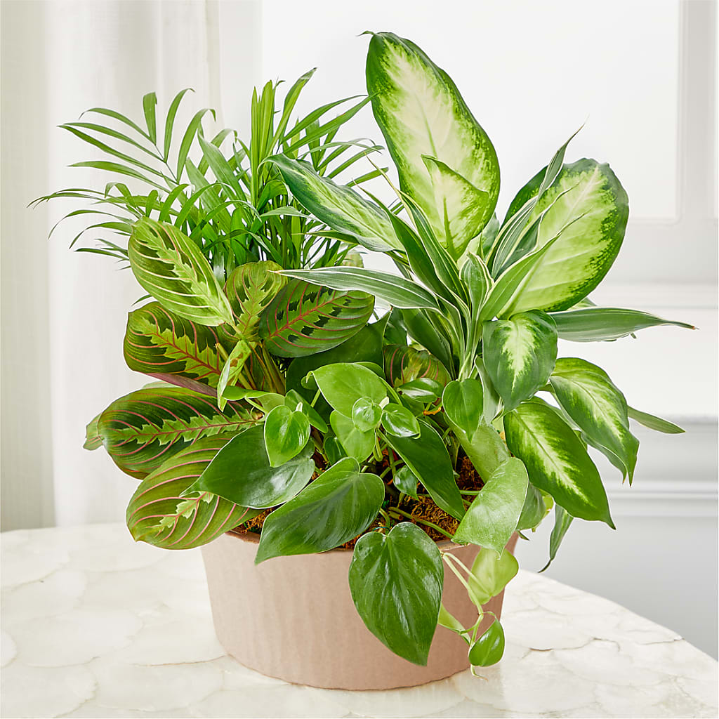 Balance & Harmony Dishgarden – Fleurs.ca, Quebec PQ
