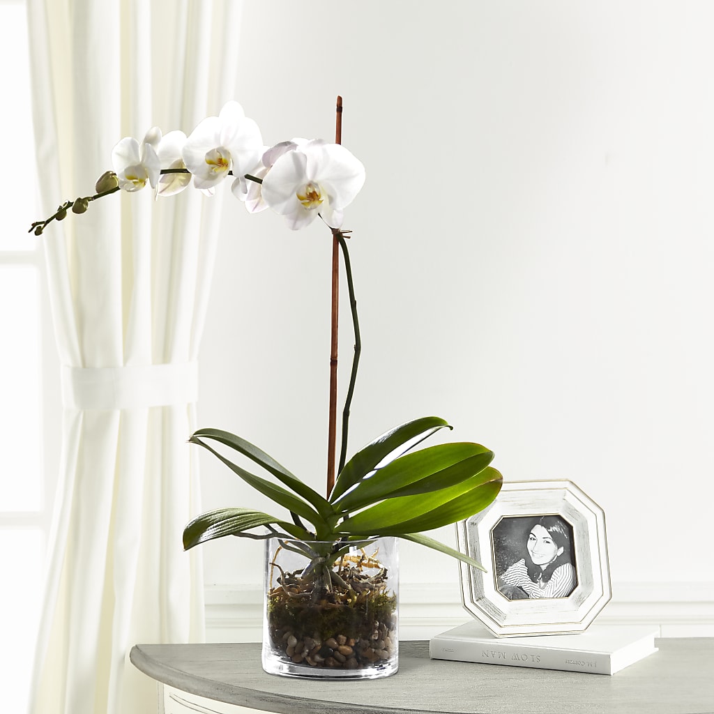White Orchid Planter – Fleurs.ca, Quebec PQ