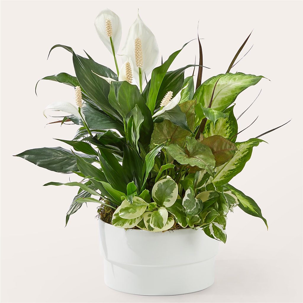 Radiating Positivity Dishgarden – Fleurs.ca, Quebec PQ