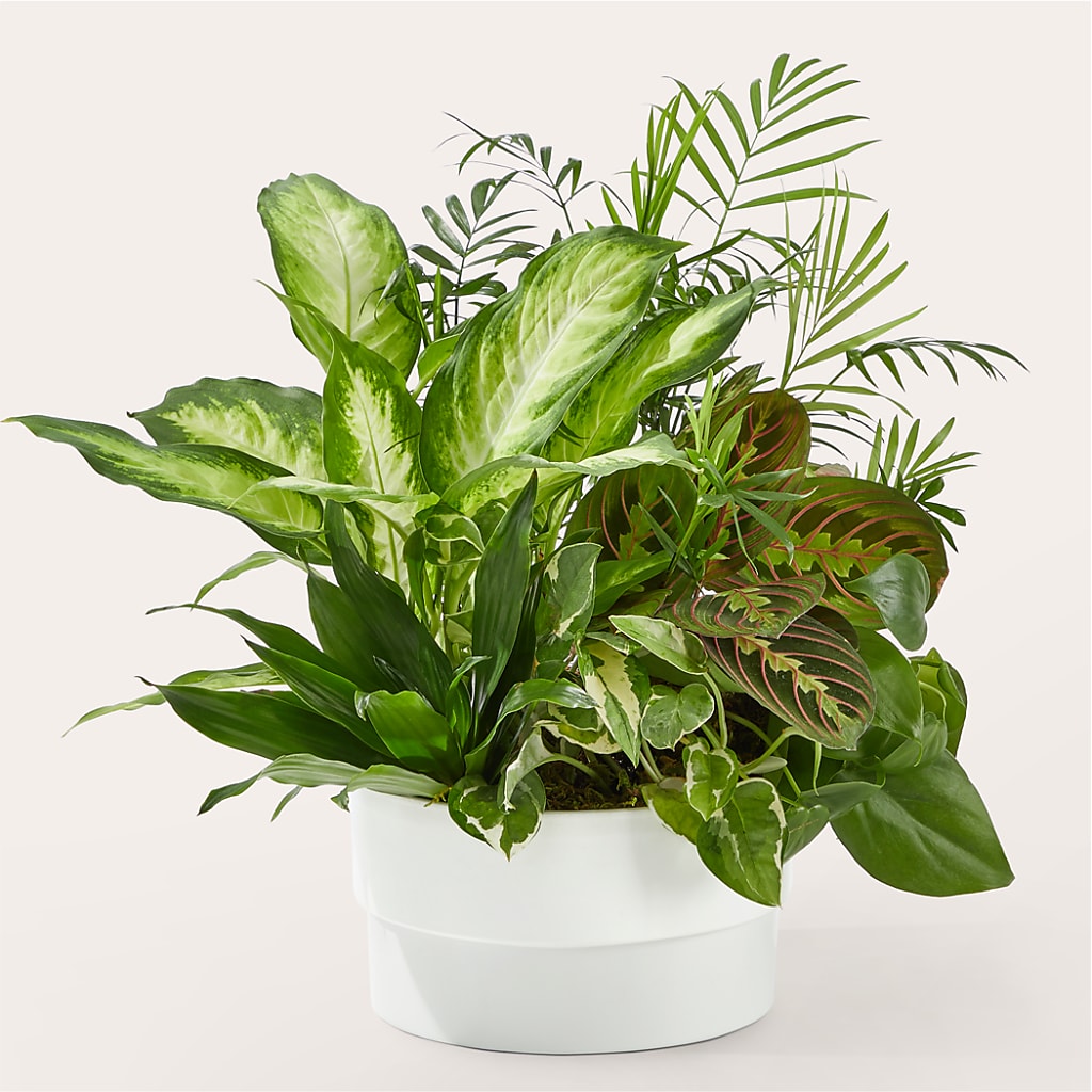 Radiating Positivity Dishgarden – Fleurs.ca, Quebec PQ