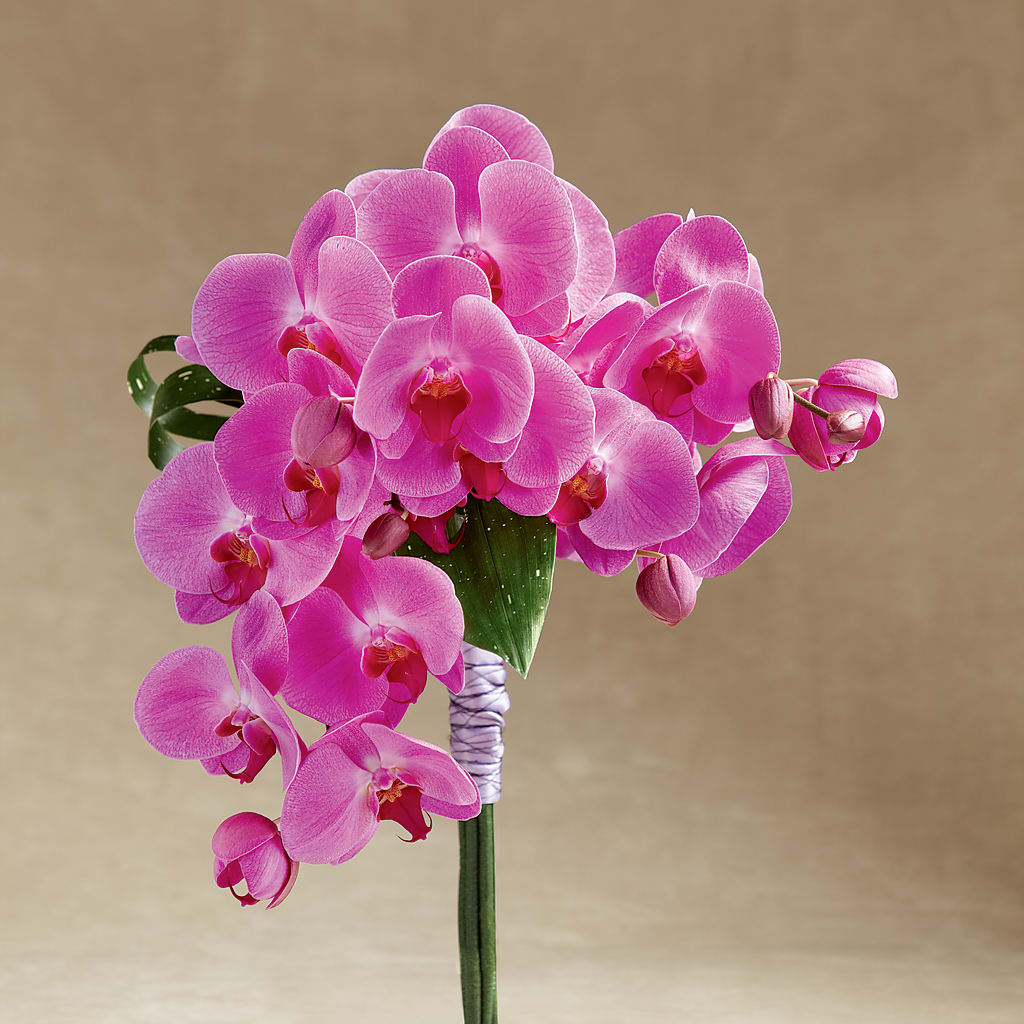 Glorious Bouquet – Fleurs.ca, Quebec PQ
