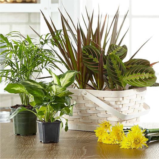 Florist Designed Blooming and Green Plants in a Basket –  Fleurs.ca, Quebec PQ