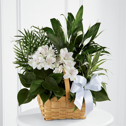 Peace & Serenity Dishgarden –  Fleurs.ca, Quebec PQ