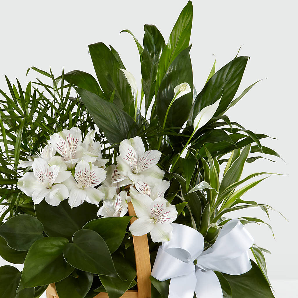 Peace & Serenity Dishgarden –  Fleurs.ca, Quebec PQ