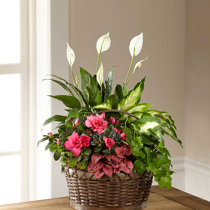Dream in Pink Dishgarden –  Fleurs.ca, Quebec PQ