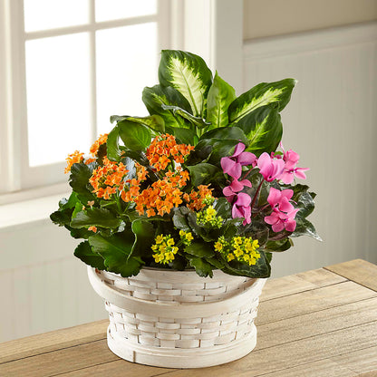 Color Crush Dishgarden –  Fleurs.ca, Quebec PQ