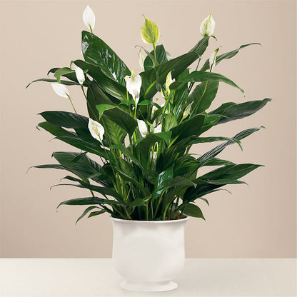 Comfort Planter –  Fleurs.ca, Quebec PQ