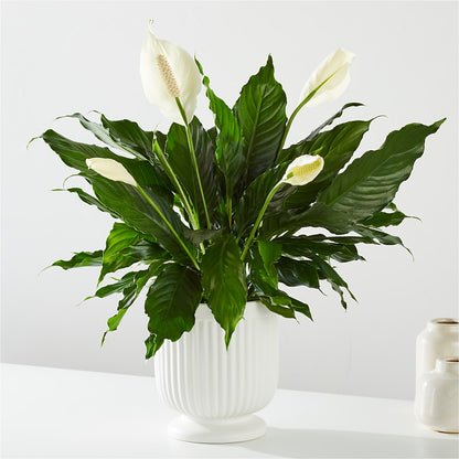 Comfort Planter –  Fleurs.ca, Quebec PQ