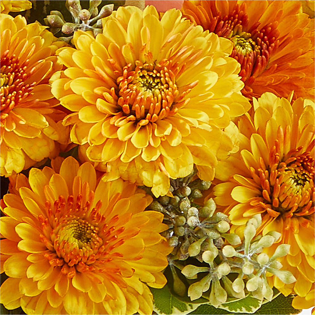 Peachy Pumpkin –  Fleurs.ca, Quebec PQ