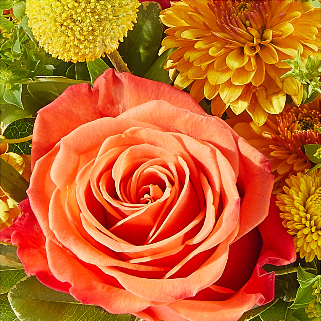 Gourdgeous Pumpkin –  Fleurs.ca, Quebec PQ