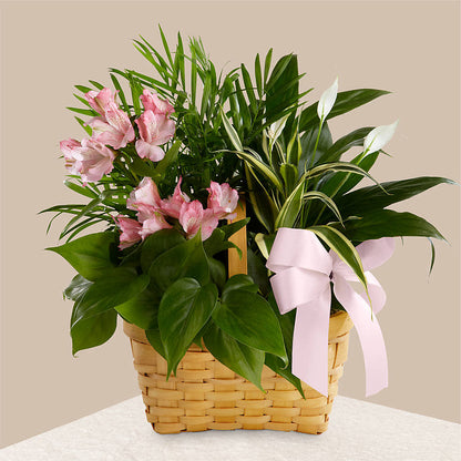 Living Spirit Dishgarden –  Fleurs.ca, Quebec PQ