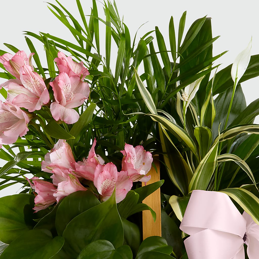 Living Spirit Dishgarden –  Fleurs.ca, Quebec PQ