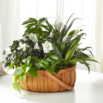 Serene Dishgarden –  Fleurs.ca, Quebec PQ