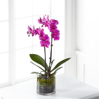 Pink Orchid Plant –  Fleurs.ca, Quebec PQ