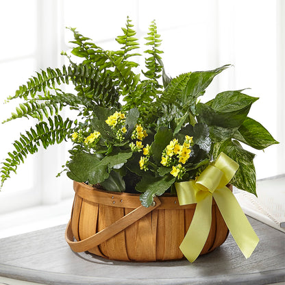 Always Dear Dishgarden –  Fleurs.ca, Quebec PQ