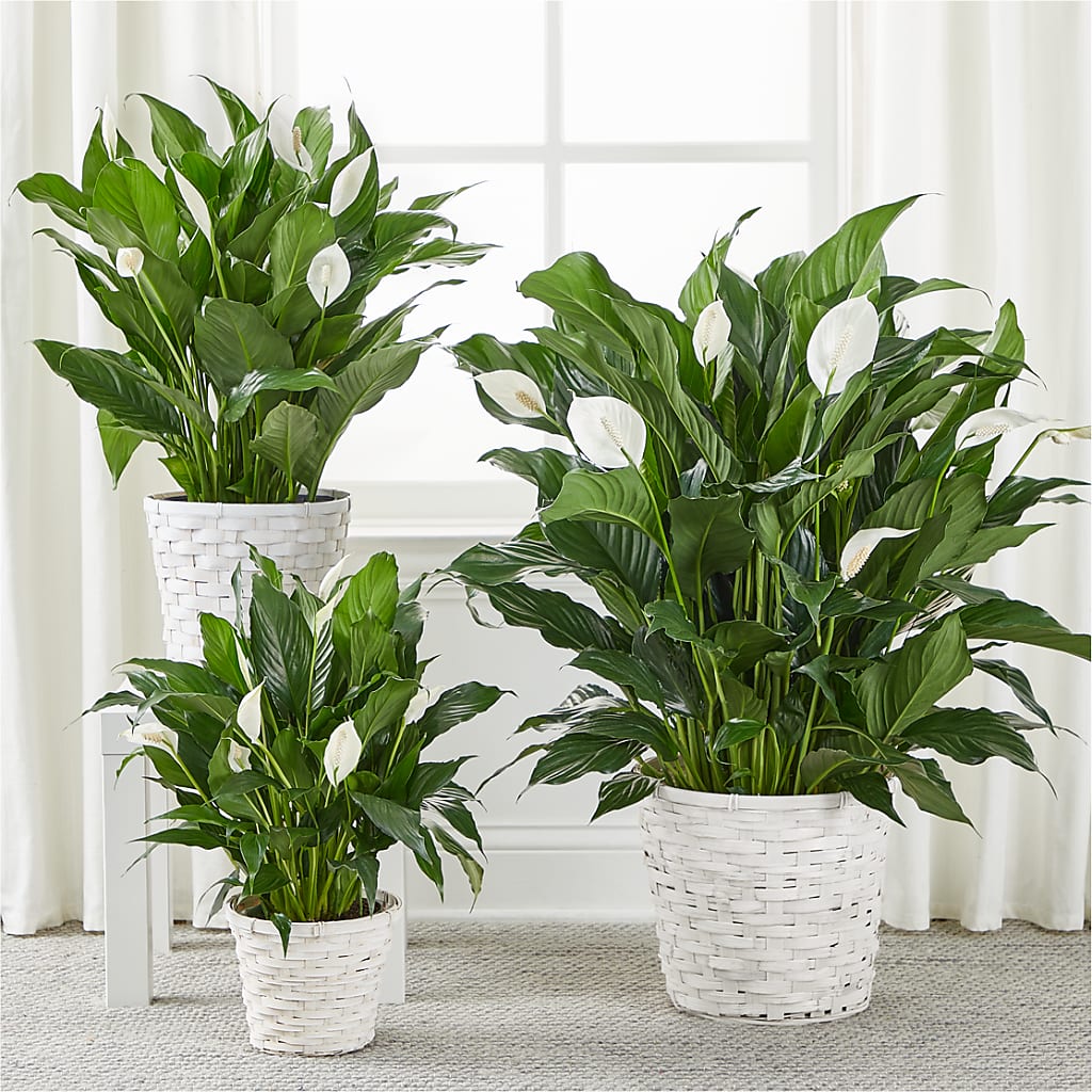 A New Leaf Peace Lily –  Fleurs.ca, Quebec PQ