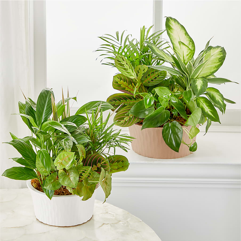 Balance & Harmony Dishgarden –  Fleurs.ca, Quebec PQ