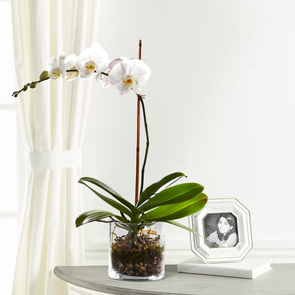 White Orchid Planter –  Fleurs.ca, Quebec PQ
