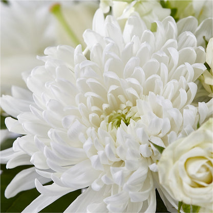 Classic Ivory – A Florist Original –  Fleurs.ca, Quebec PQ