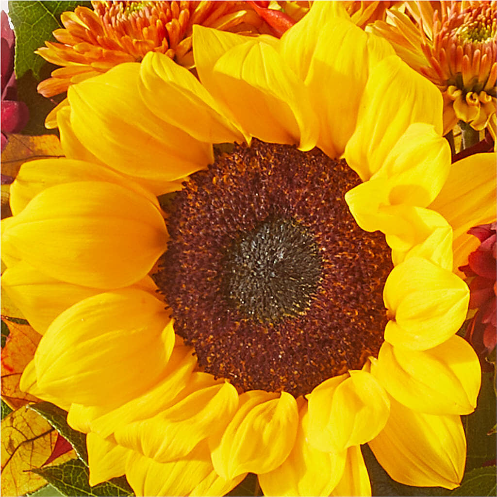 Sunny Side Bouquet –  Fleurs.ca, Quebec PQ
